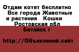 Отдам котят бесплатно  - Все города Животные и растения » Кошки   . Ростовская обл.,Батайск г.